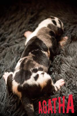 Agatha von Friedreich den Groen