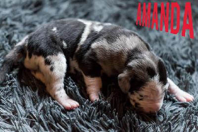 Amanda von Friedreich den Groen