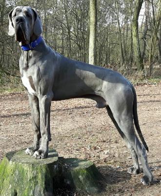 Ch Barneby Vom Hause Wagner