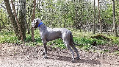 Ch Barneby Vom Hause Wagner