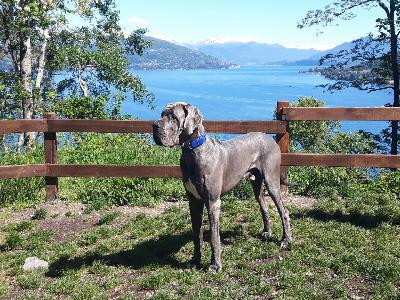 Ch Barneby Vom Hause Wagner