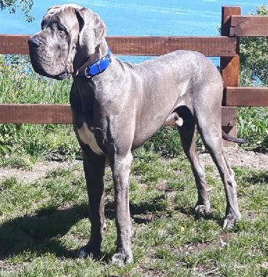 Ch Barneby Vom Hause Wagner