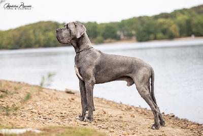 Ch Barneby Vom Hause Wagner