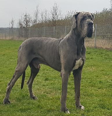 Ch Barneby Vom Hause Wagner