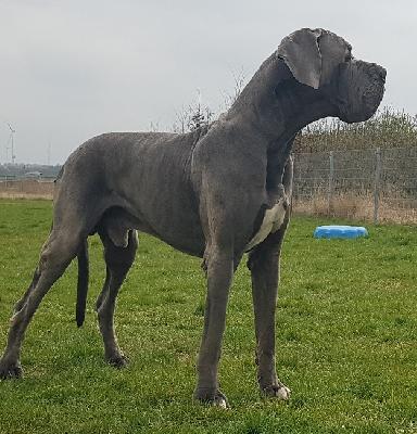 Ch Barneby Vom Hause Wagner