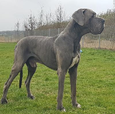 Ch Barneby Vom Hause Wagner