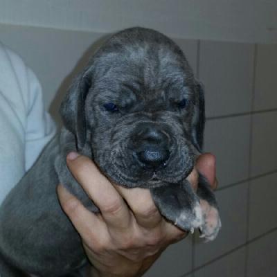 Ch BungaBunga Vom Hause Wagner