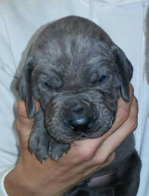 Burgfr�ulein Hannelore Vom Hause Wagner