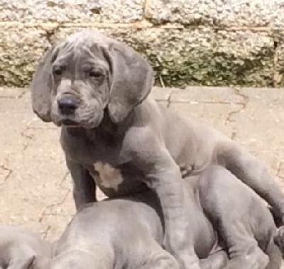 Babbeltante Vom Hause Wagner