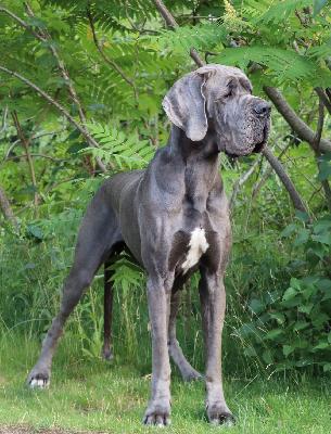 Babbeltante Vom Hause Wagner