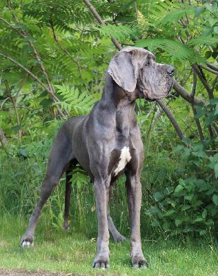 Babbeltante Vom Hause Wagner