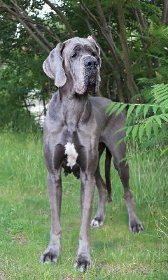 Babbeltante Vom Hause Wagner