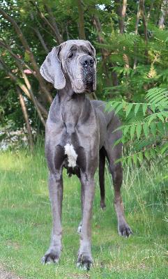 Babbeltante Vom Hause Wagner