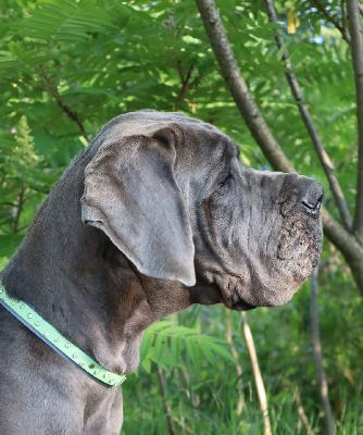 Babbeltante Vom Hause Wagner