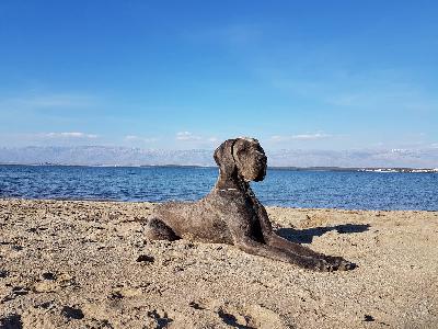 Burgfr�ulein Lotte Vom Hause Wagner