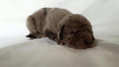 Ellwood Von Schlesien