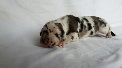 Eleonora Von Schlesien