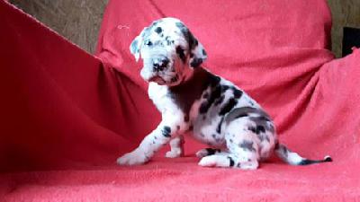 Eleonora Von Schlesien