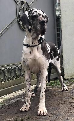 Eleonora Von Schlesien