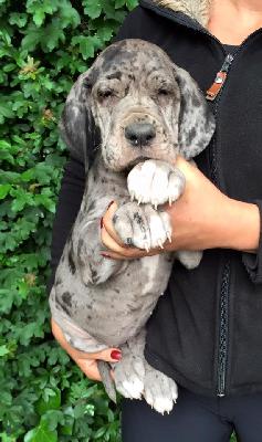 E-Krigga Von Schlesien