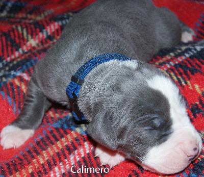 Calimero vom Elfenbaum