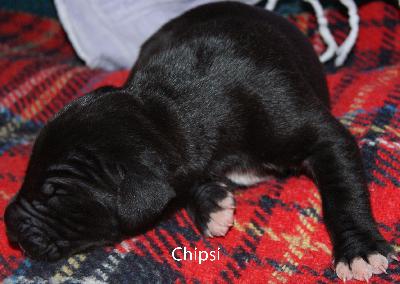 Chipsy vom Elfenbaum