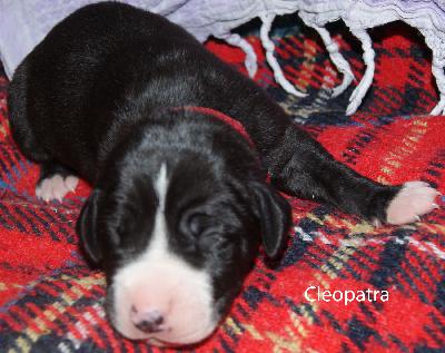 Cleopatra vom Elfenbaum