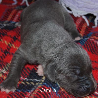 Camilla vom Elfenbaum