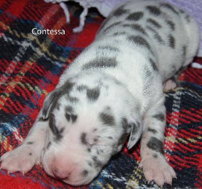 Contessa vom Elfenbaum