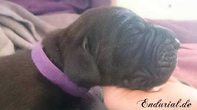 D�Artagnan Endurial