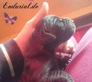 D�Artagnan Endurial