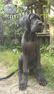 D�Artagnan Endurial