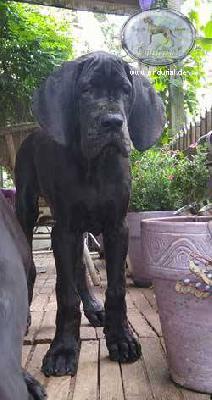 D�Artagnan Endurial