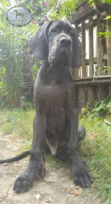 D�Artagnan Endurial