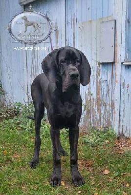 D�Artagnan Endurial