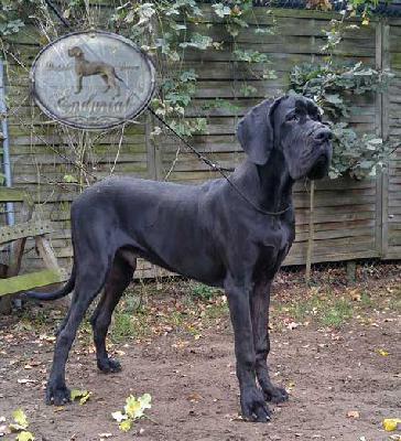 D�Artagnan Endurial