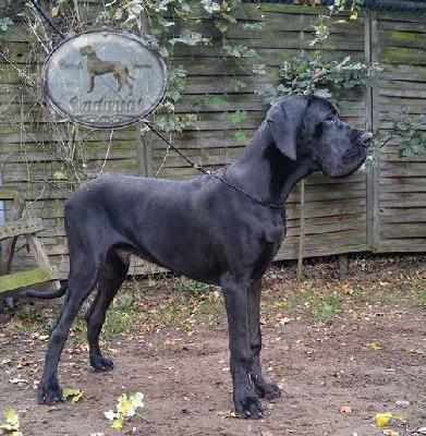 D�Artagnan Endurial