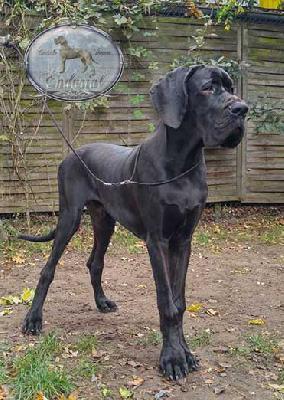 D�Artagnan Endurial