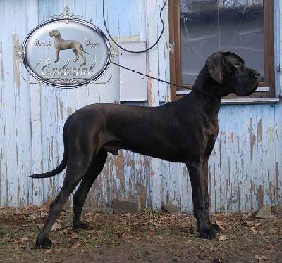 D�Artagnan Endurial