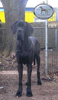 D�Artagnan Endurial