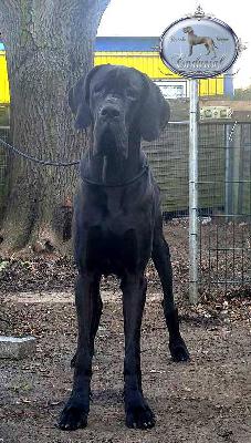 D�Artagnan Endurial