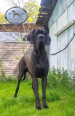 D�Artagnan Endurial