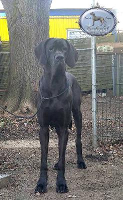 D�Artagnan Endurial