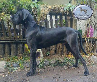 D�Artagnan Endurial