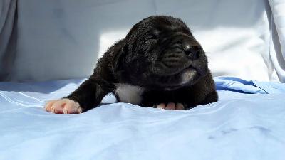 F-Odin Von Schlesien