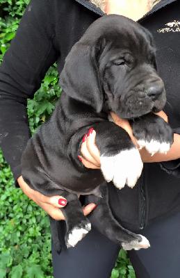 F-Odin Von Schlesien