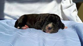 Flavio Von Schlesien