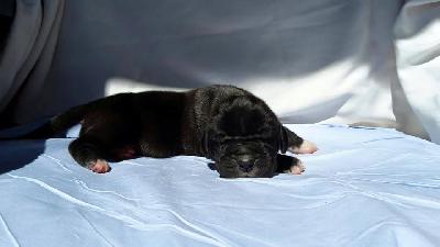 Fillomena Von Schlesien