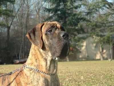 Ubert des Princes de Cocagne