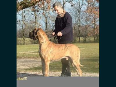 Ubert des Princes de Cocagne